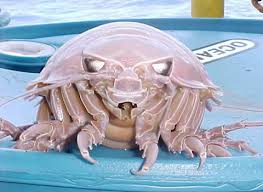 The giant squid is the most famous