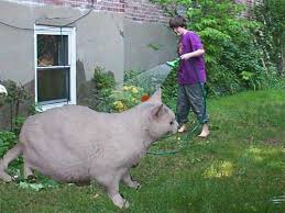 Giant Cat