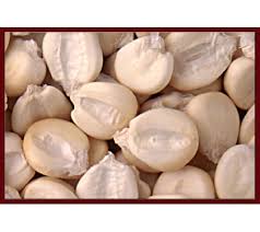 SPANISH Maiz blanco gigante del
