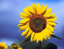 http://www.kidswebindia.com/flowers.php http://www.kidswebindia.com/flowers.php