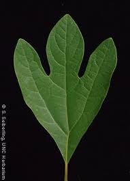 Sassafras_albidum_leaf01.jpg