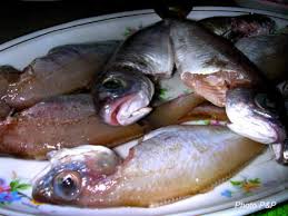 C'est le genre de petit poisson dont ...