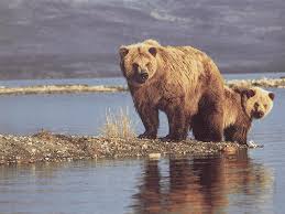 bears