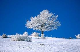 albero-con-neve-2.jpg